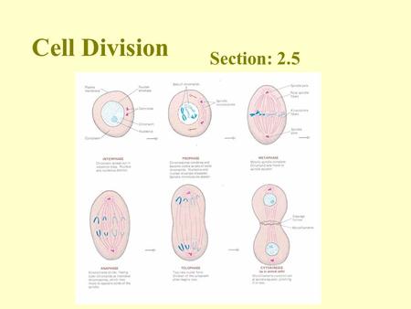 Cell Division Section: 2.5. Growth and repair of cells occurs in a process called mitosis.