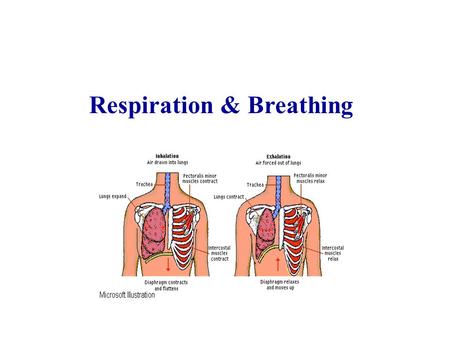 Respiration & Breathing Respiration What is respiration? It is the release of energy from food substances in living cells.