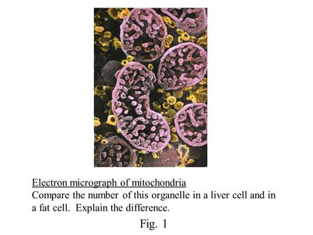 Electron micrograph of mitochondria Compare the number of this organelle in a liver cell and in a fat cell. Explain the difference. Fig. 1.