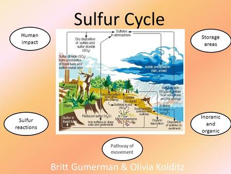 Sulfur Cycle Britt Gumerman & Olivia Kolditz Pathway of movement Sulfur reactions Storage areas Inoranic and organic Human impact.