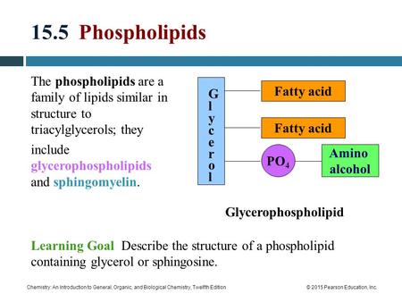 15.5 Phospholipids The phospholipids are a family of lipids similar in structure to triacylglycerols; they include glycerophospholipids and sphingomyelin.