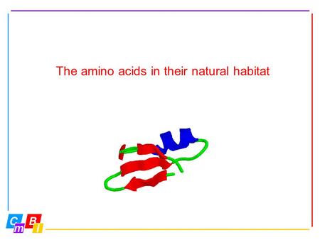 The amino acids in their natural habitat. Topics: Hydrogen bonds Secondary Structure Alpha helix Beta strands & beta sheets Turns Loop Tertiary & Quarternary.