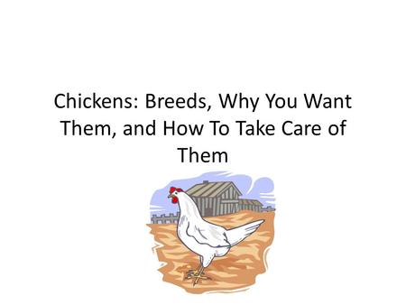 Chickens: Breeds, Why You Want Them, and How To Take Care of Them.