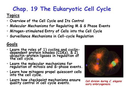 Chap. 19 The Eukaryotic Cell Cycle Topics Overview of the Cell Cycle and Its Control Molecular Mechanisms for Regulating M & S Phase Events Mitogen-stimulated.