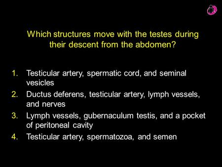 Testicular artery, spermatic cord, and seminal vesicles