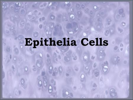 Epithelia Cells. Objectives Define Epithelia Cells Identify the location of Epithelia Cells Classify types of Epithelia Cells.