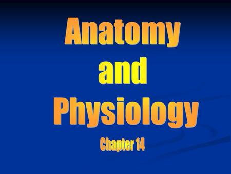 Anatomy and Physiology Chapter 14.