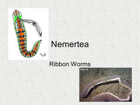 Nemertea Ribbon Worms.