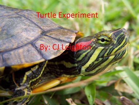 Turtle Experiment By: CJ Leighton Turtle Experiment By: CJ Leighton.