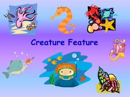 Creature Feature. Banded Sea Krait (Laticauda colubrina)