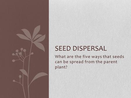 What are the five ways that seeds can be spread from the parent plant? SEED DISPERSAL.