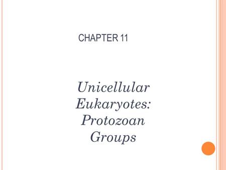 Unicellular Eukaryotes:
