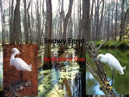 Snowy Egret By Matthew Shea.