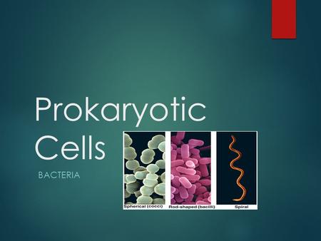 Prokaryotic Cells Bacteria.