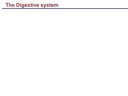 The Digestive system. Movements of the Small Intestine  The movement of small intestine are 2 types  Mixing contractions  Propulsive contractions.