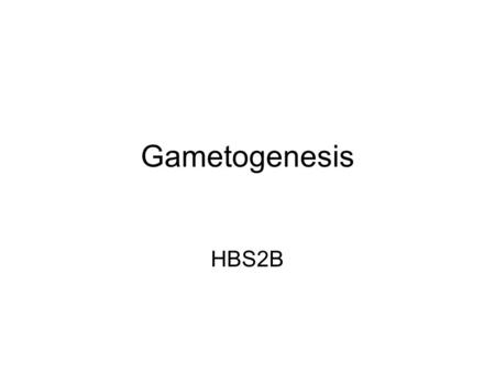Gametogenesis HBS2B.