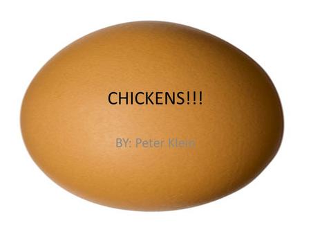 CHICKENS!!! BY: Peter Klein. WHERE DID IT COME FROM? By 1400 B.C., the Chinese were raising and breeding chickens for meat and eggs. Shortly thereafter,