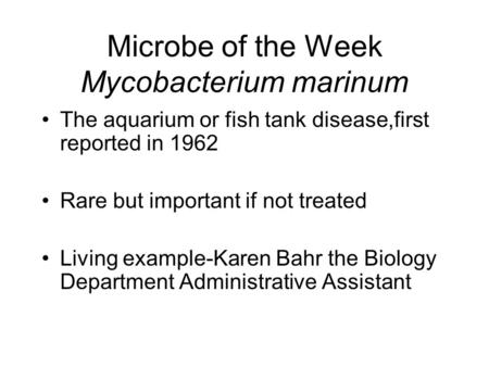Microbe of the Week Mycobacterium marinum The aquarium or fish tank disease,first reported in 1962 Rare but important if not treated Living example-Karen.