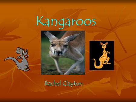Kangaroos Rachel Clayton. Kangaroos’ long and muscular tails are mostly used for keeping balance while hopping. Did you know that there are many types.