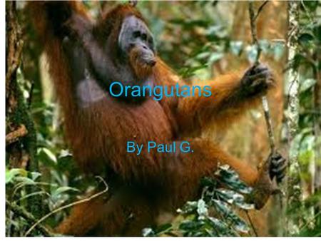Orangutans By Paul G. Physical Characteristics Gray skin and red hair on bodies Long arms and short legs Long fingers and stubby thumbs Adult male: weighs.