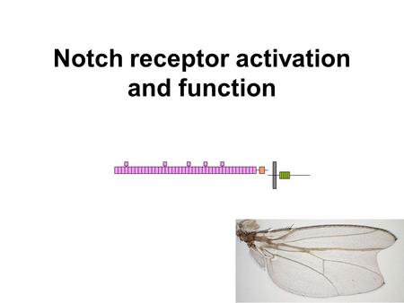 Notch receptor activation and function. Lz Notch signaling completely changes the way that cells respond to other signaling pathways Flores et al., Cell.