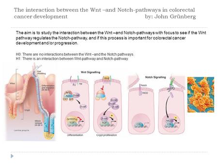 The interaction between the Wnt –and Notch-pathways in colorectal cancer development by: John Grünberg The aim is to study the interaction between the.