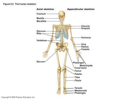 Copyright © 2009 Pearson Education, Inc. Figure 5.5 The human skeleton.