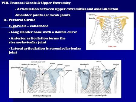 VIII. Pectoral Girdle & Upper Extremity