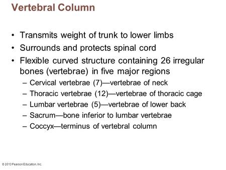 Vertebral Column Transmits weight of trunk to lower limbs