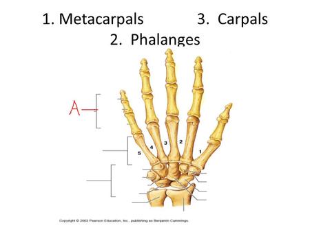 1. Metacarpals 3. Carpals 2. Phalanges