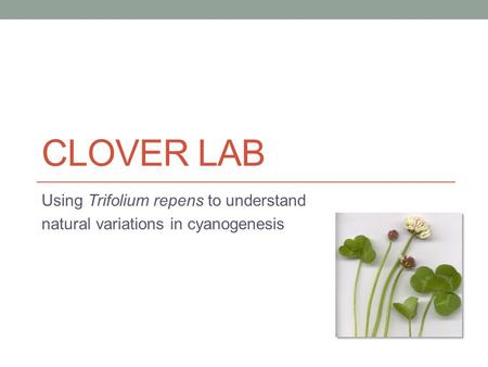 Clover Lab Using Trifolium repens to understand