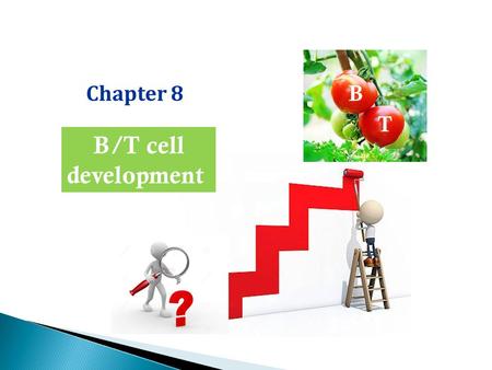 Chapter 8 B/T cell development B T. Adaptive immunity B/T cells Innate immunity BCR/TCR: epitope recognition Gene rearrangement of AgR Pattern recognition.