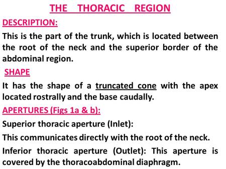 THE THORACIC REGION DESCRIPTION: