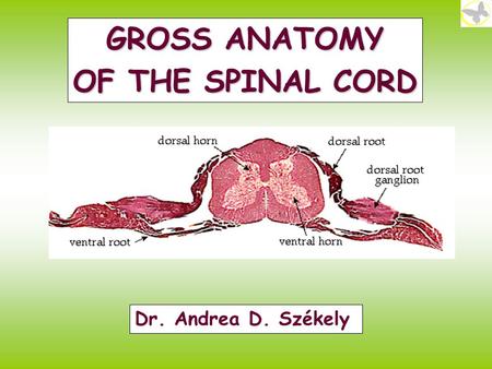 GROSS ANATOMY OF THE SPINAL CORD