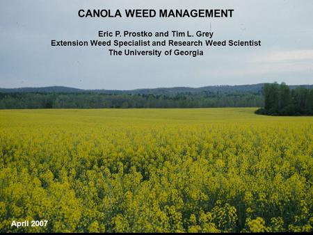 CANOLA WEED MANAGEMENT Eric P. Prostko and Tim L. Grey Extension Weed Specialist and Research Weed Scientist The University of Georgia April 2007.