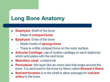 Long Bone Anatomy Diaphysis: Shaft of the bone Made of compact bone