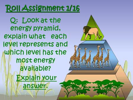 Roll Assignment 1/16 Q: Look at the energy pyramid, explain what each level represents and which level has the most energy available? Explain your answer.