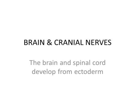 The brain and spinal cord develop from ectoderm