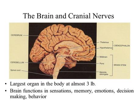 The Brain and Cranial Nerves