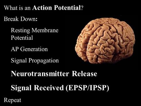 Neurotransmitter Release Signal Received (EPSP/IPSP)