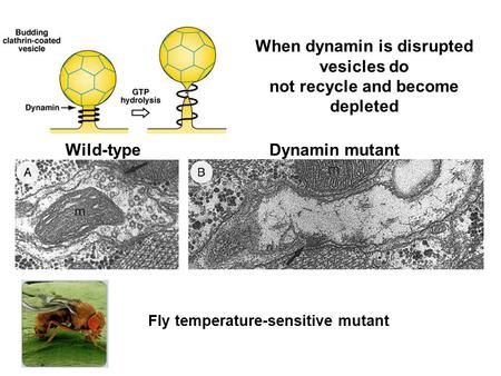 Wild-typeDynamin mutant When dynamin is disrupted vesicles do not recycle and become depleted Fly temperature-sensitive mutant.