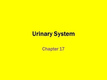 Urinary System Chapter 17.