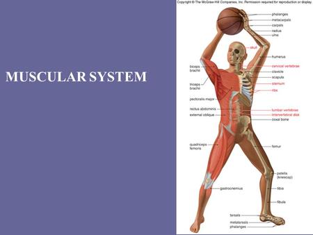 MUSCULAR SYSTEM. Types of muscles SkeletalCardiacSmooth.