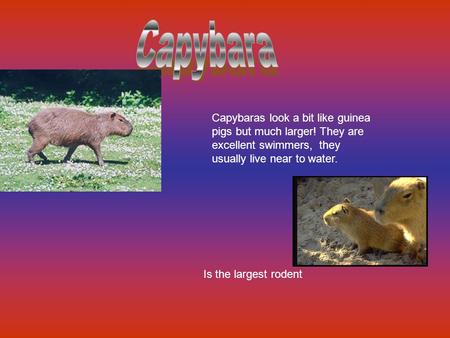 Is the largest rodent Capybaras look a bit like guinea pigs but much larger! They are excellent swimmers, they usually live near to water.