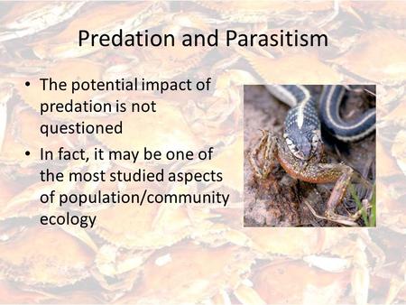 Predation and Parasitism The potential impact of predation is not questioned In fact, it may be one of the most studied aspects of population/community.