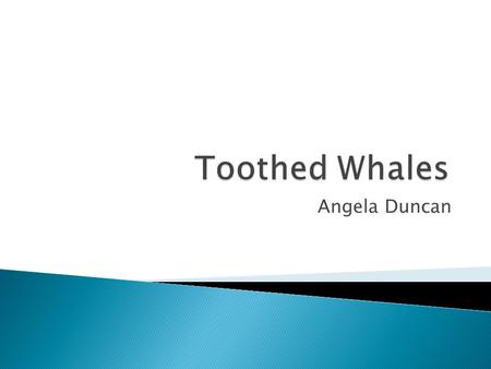 Angela Duncan.  General Facts about Toothed Whales  Diet  Examples of Species ◦ Sperm Whales ◦ Narwhals ◦ Belugas ◦ Orcas ◦ Dolphins ◦ Porpoises.