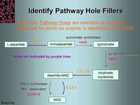 Biocyc.org Identify Pathway Hole Fillers Definition: Pathway Holes are reactions in metabolic pathways for which no enzyme is identified in the PGDB. holes.