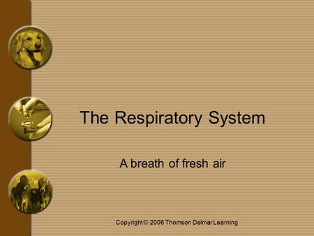 Copyright © 2006 Thomson Delmar Learning The Respiratory System A breath of fresh air.