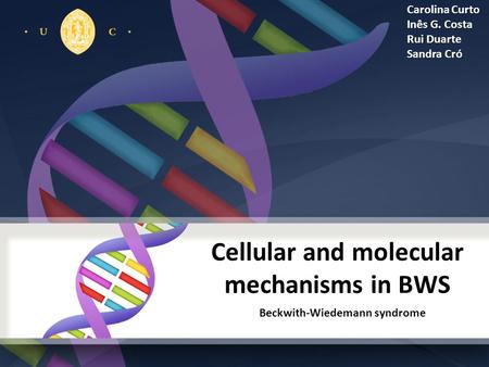 Cellular and molecular mechanisms in BWS Beckwith-Wiedemann syndrome Carolina Curto Inês G. Costa Rui Duarte Sandra Cró.