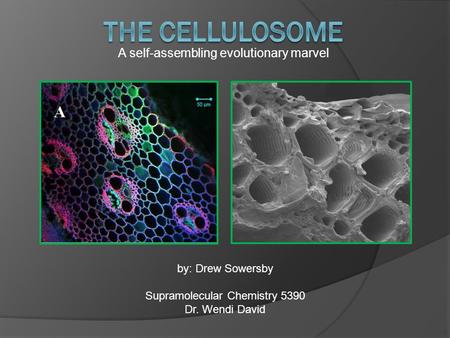 A self-assembling evolutionary marvel by: Drew Sowersby Supramolecular Chemistry 5390 Dr. Wendi David.